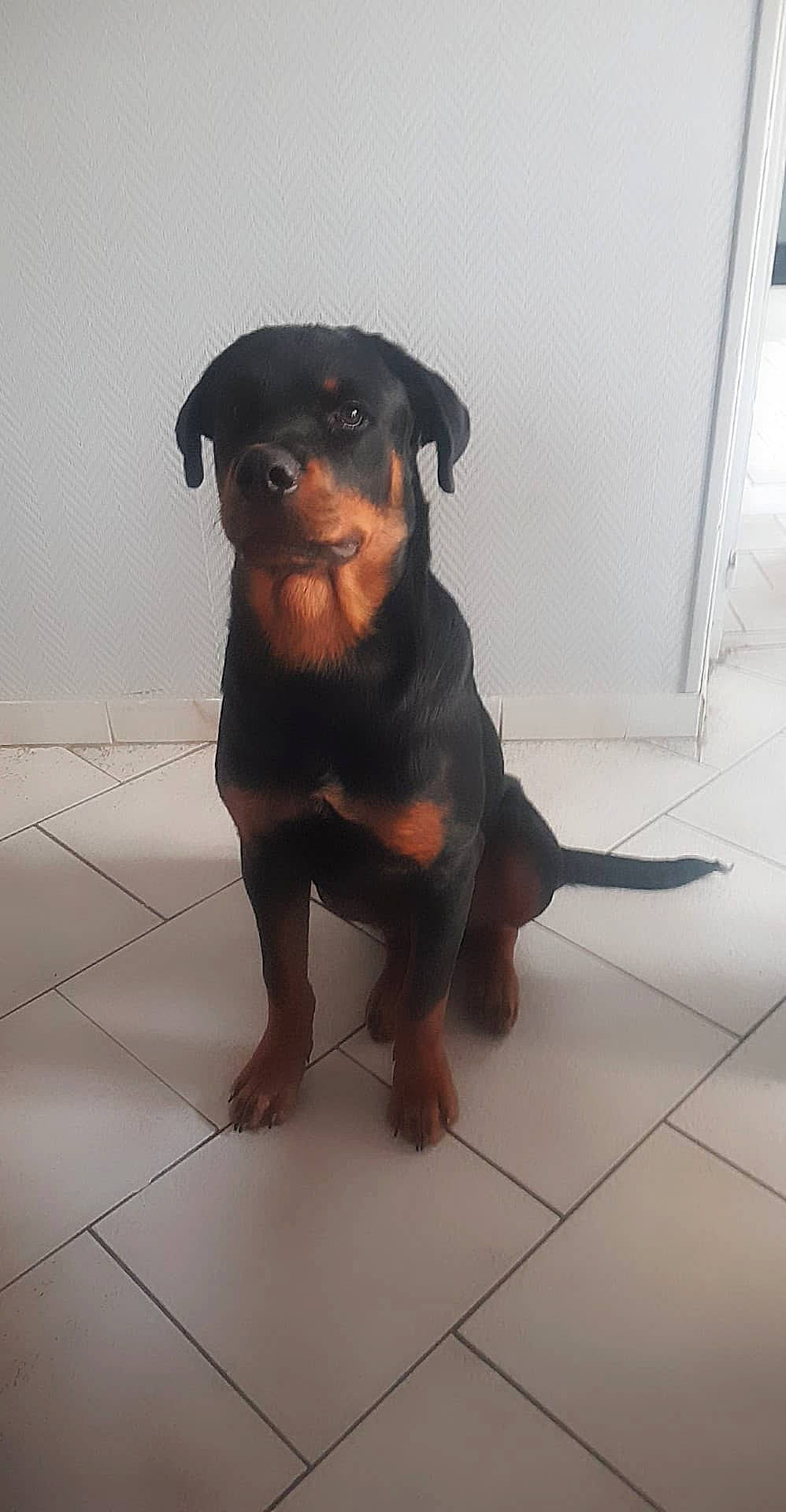 Chopper participe au concours pour gagner de l'argent avec cette photo : austrian_black_and_tan_hound, canidae, carlin_pinscher, carnivore, companion_dog, dog, dog_breed, fawn, german_pinscher, guard_dog, hunting_dog, mammal, miniature_pinscher, molosser, pinscher, rottweiler, snout, vertebrate, working_dog