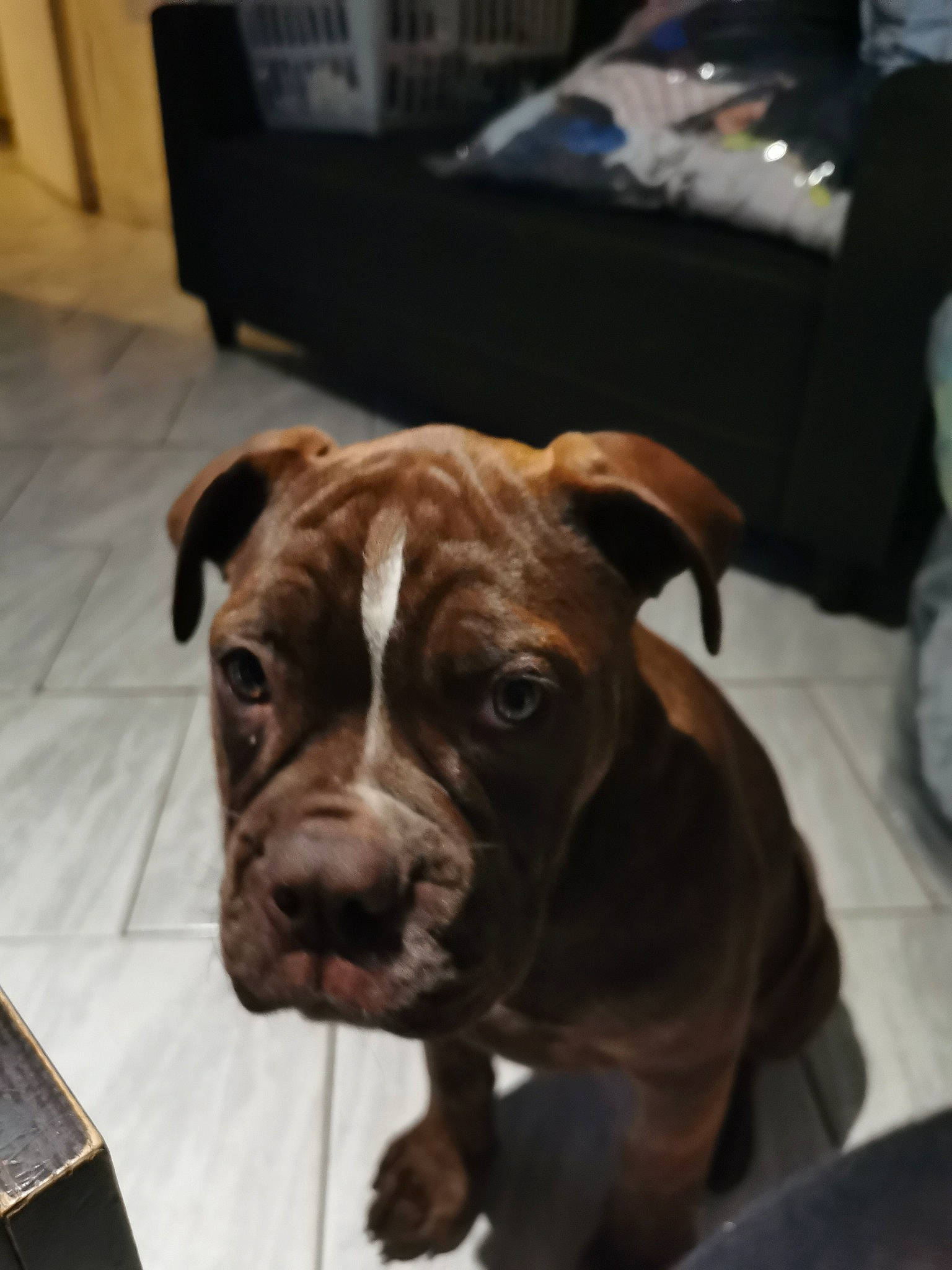 Sakura participe au concours pour gagner de l'argent avec cette photo : american_bulldog, american_pit_bull_terrier, boxer, canidae, carnivore, companion_dog, dog, dog_breed, ear, fawn, mammal, molosser, non_sporting_group, olde_english_bulldogge, pit_bull, puppy, rare_breed_dog, snout, sporting_group, vertebrate