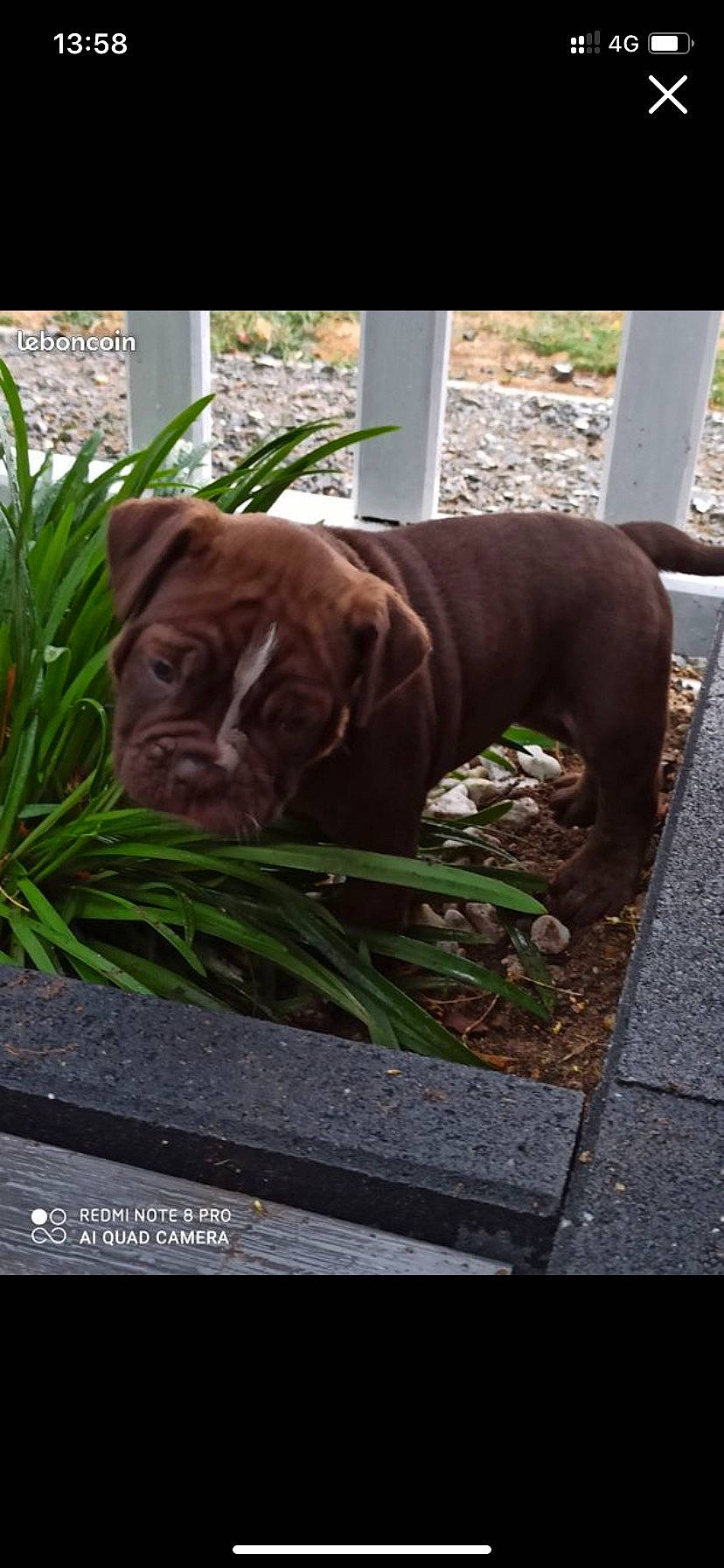 Sakura participe au concours pour gagner de l'argent avec cette photo : bulldog, canidae, carnivore, companion_dog, dog, dog_breed, dogue_de_bordeaux, fawn, grass, korean_mastiff, liver, mammal, molosser, neapolitan_mastiff, non_sporting_group, old_english_bulldog, puppy, shar_pei, sporting_group, vertebrate