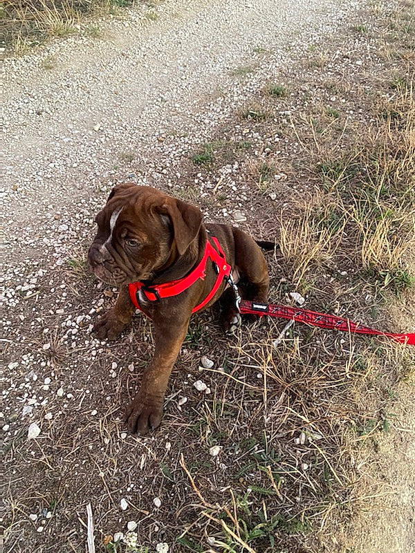 Sakura a rejoint le concours — aidez-le/la à gagner de superbes lots ! canidae, carnivore, dog, dog_breed, dog_collar, dog_walking, hunting_dog, leash, liver, pudelpointer, sporting_group, wirehaired_pointing_griffon