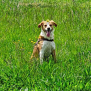 Bonnie a rejoint le concours — aidez-le/la à gagner de superbes lots ! dog, grass, flower, outdoor, greenery, happy, tongue_out, animal, nature, field, pet, summer, sunlight, canine, sitting, playful, ears, fur, daylight, meadow