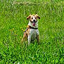 dog, grass, flower, outdoor, greenery, happy, tongue_out, animal, nature, field, pet, summer, sunlight, canine, sitting, playful, ears, fur, daylight, meadow