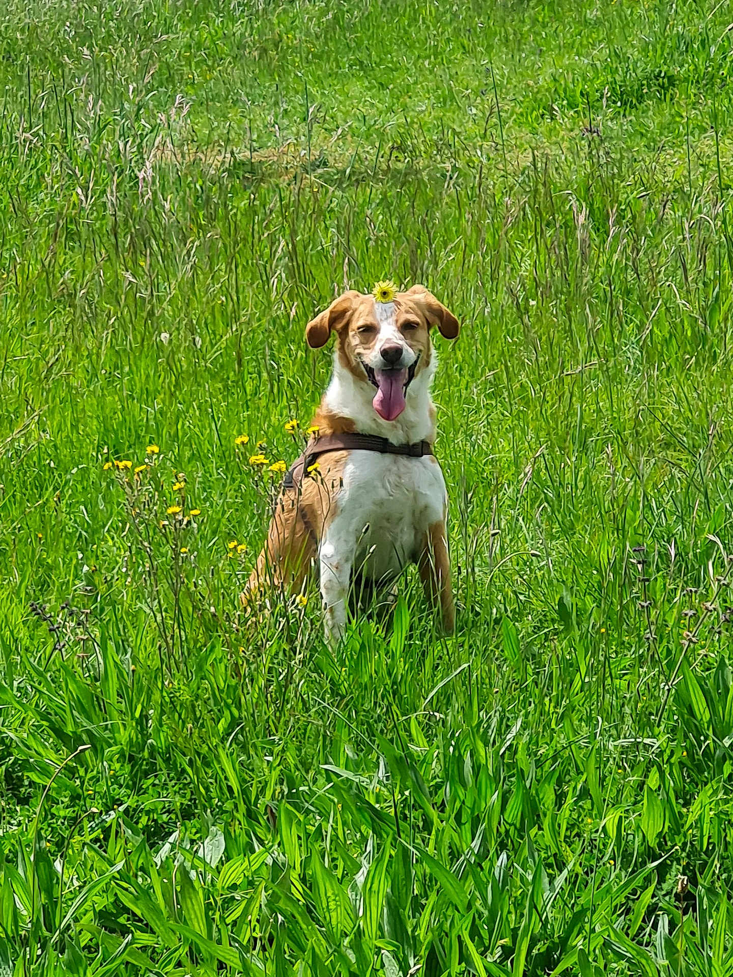 Bonnie
