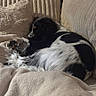 animal, black_and_white, blanket, couch, cozy, cuddling, curled_up, dog, floppy_ears, furniture, home, indoor, long_hair, nap, pet, portrait, radiator, relaxed, resting, sleeping