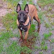 Aria a rejoint le concours — aidez-le/la à gagner de superbes lots ! dog, muddy, grass, outdoor, animal, pet, ears, brown, black, standing, collar, water, nature, canine, alert, wet, mud, field, young, portrait