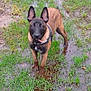 dog, muddy, grass, outdoor, animal, pet, ears, brown, black, standing, collar, water, nature, canine, alert, wet, mud, field, young, portrait