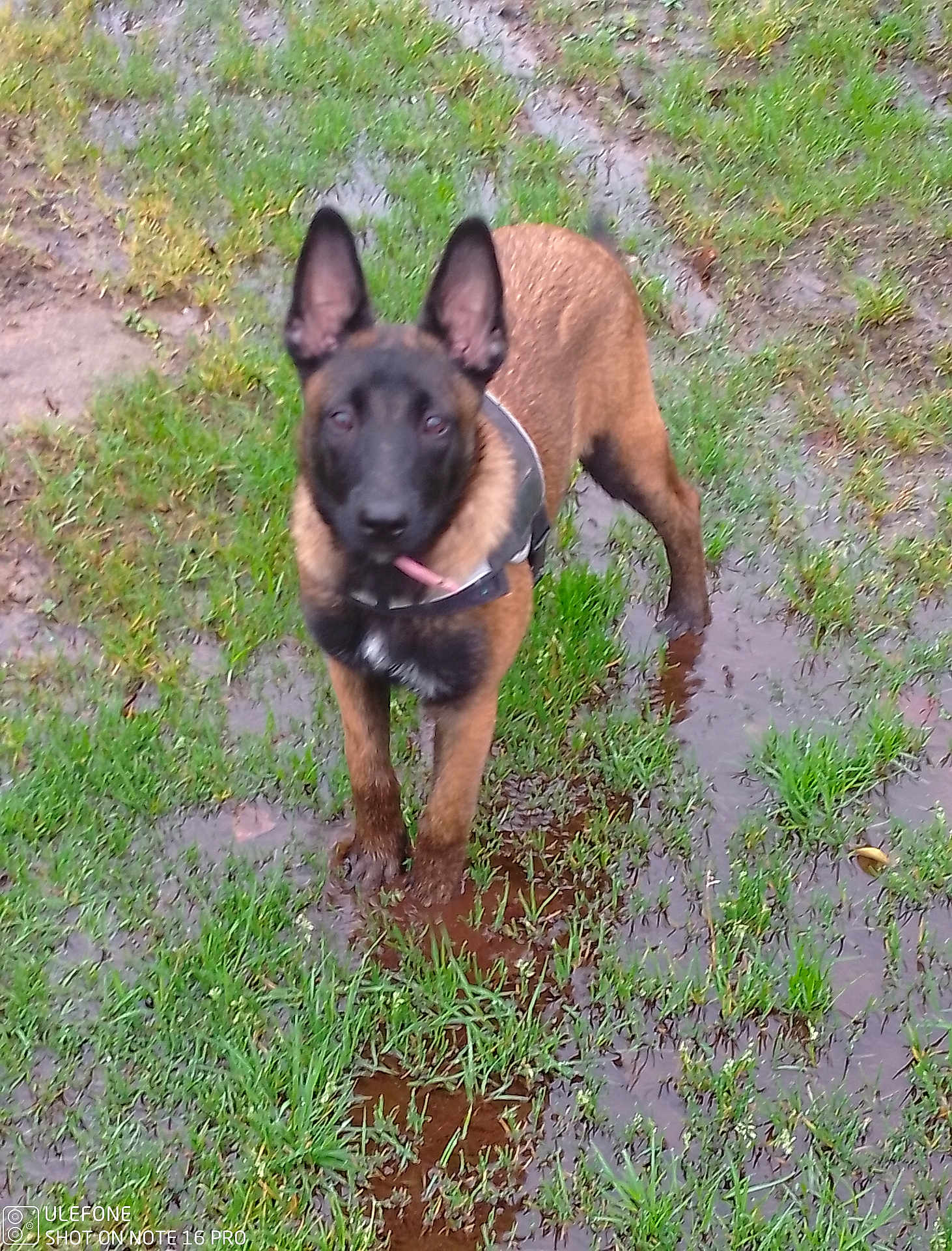 Aria a rejoint le concours — aidez-le/la à gagner de superbes lots ! dog, muddy, grass, outdoor, animal, pet, ears, brown, black, standing, collar, water, nature, canine, alert, wet, mud, field, young, portrait