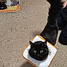 Jinger is registered to the contest to win money with this photo: animal, black_cat, carpet, cat, collar, curious, cute, domestic, feline, floor, fluffy, food_bowls, funny, home, indoor, looking_up, mammal, pet, playful, tail_up