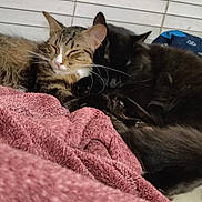 Jinger is registered to the contest to win money with this photo: animal, black_cat, blanket, cat, closeup, companions, cozy, cute, feline, friendship, fur, indoor, pets, relaxation, resting, sleeping, snuggling, soft_texture, tabby_cat, whiskers