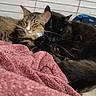 animal, black_cat, blanket, cat, closeup, companions, cozy, cute, feline, friendship, fur, indoor, pets, relaxation, resting, sleeping, snuggling, soft_texture, tabby_cat, whiskers