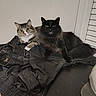 animal, black_cat, cat, clothing, curious, domestic_animal, ears, eyes, feline, fur, household, indoor, leather_jacket, meowing, pet, resting, tabby_cat, table, whiskers, window_blinds