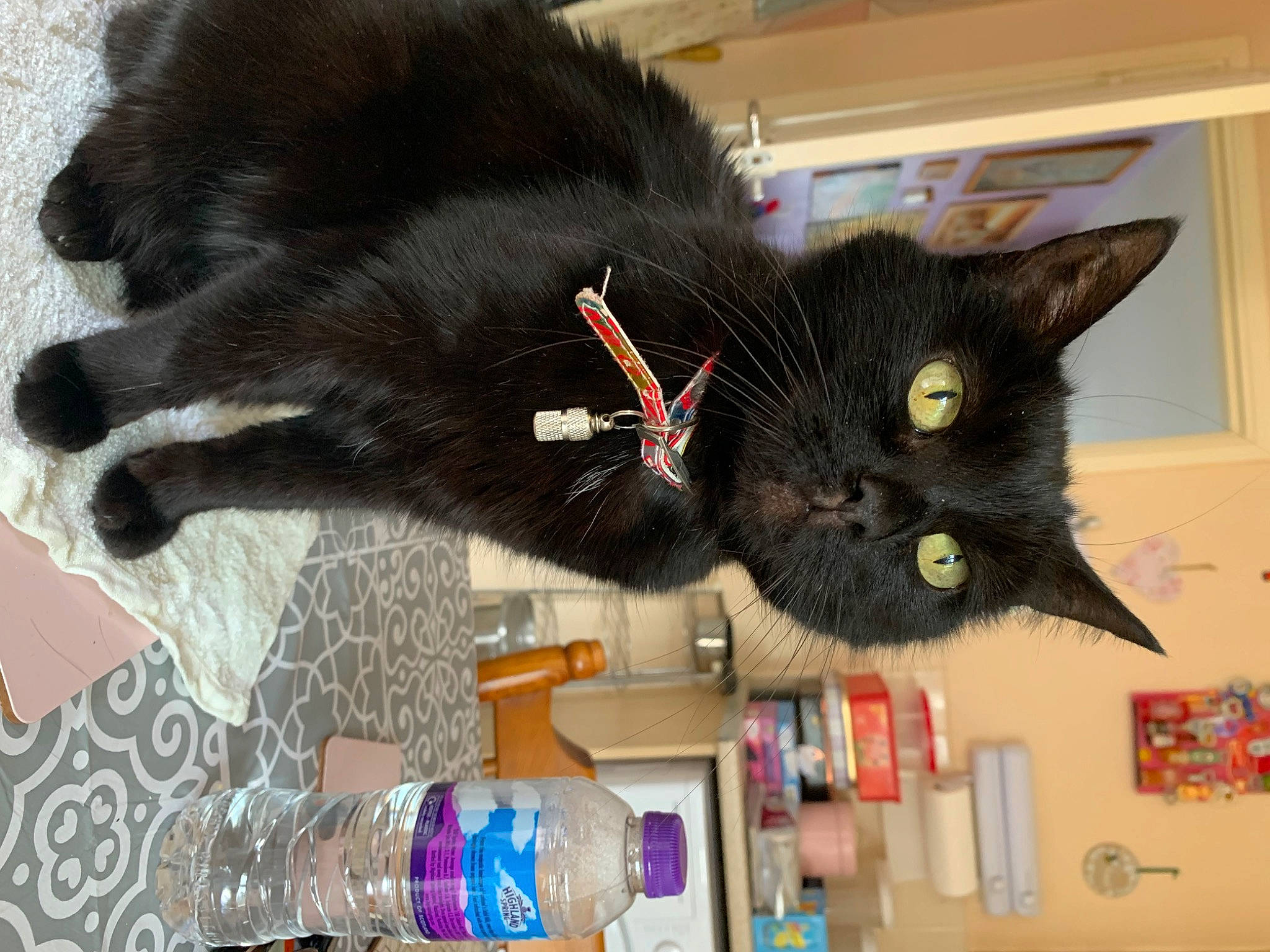 Pumpkin is registered to the contest to win money with this photo: black_cat, bombay, carnivore, cat, claw, collar, domestic_short_haired_cat, fashion_accessory, felidae, fur, paw, plastic_bottle, shelving, small_to_medium_sized_cats, snout, stuffed_toy, tail, toy, whiskers, wool