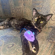 Ms. Dutchess is registered to the contest to win money with this photo: animal, canine, cat, chair, couch, cushion, dog, face, furniture, head, homedecor, kitten, manx, person, pet, photography, plush, portrait, purple, toy