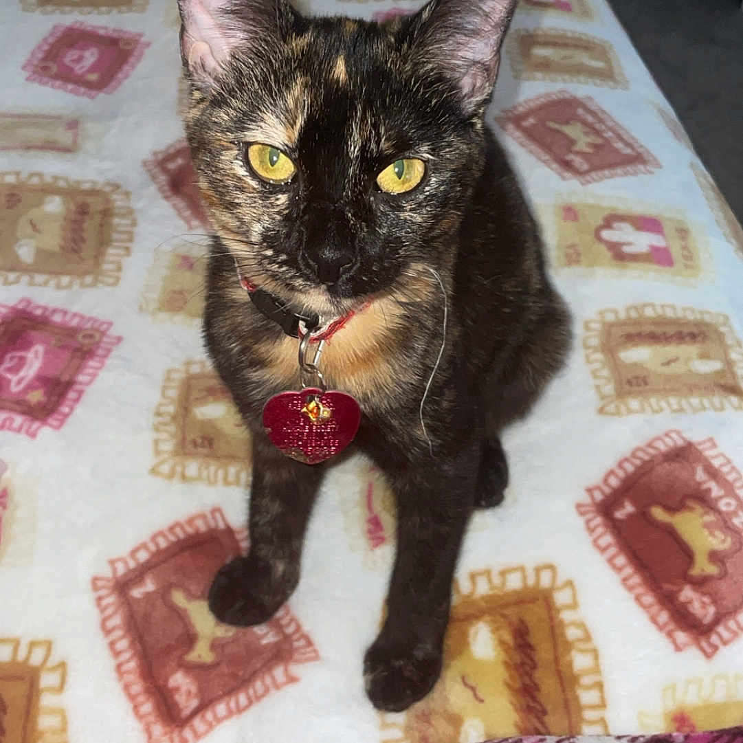 Ms. Dutchess is registered to the contest to win money with this photo: abyssinian, accessories, animal, bed, bedroom, blanket, cat, cushion, face, furniture, head, homedecor, indoors, kitten, linen, manx, person, pet, quilt, room