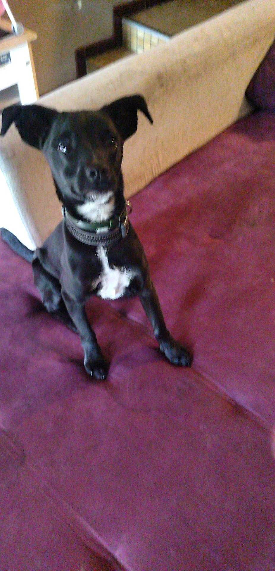 Blacky a rejoint le concours — aidez-le/la à gagner de superbes lots ! borador, carnivore, chihuahua, collar, companion_dog, dog, dog_breed, dog_collar, dog_supply, flooring, fur, guard_dog, non_sporting_group, paw, pet_supply, tail, terrier, toy_dog, whiskers, working_animal