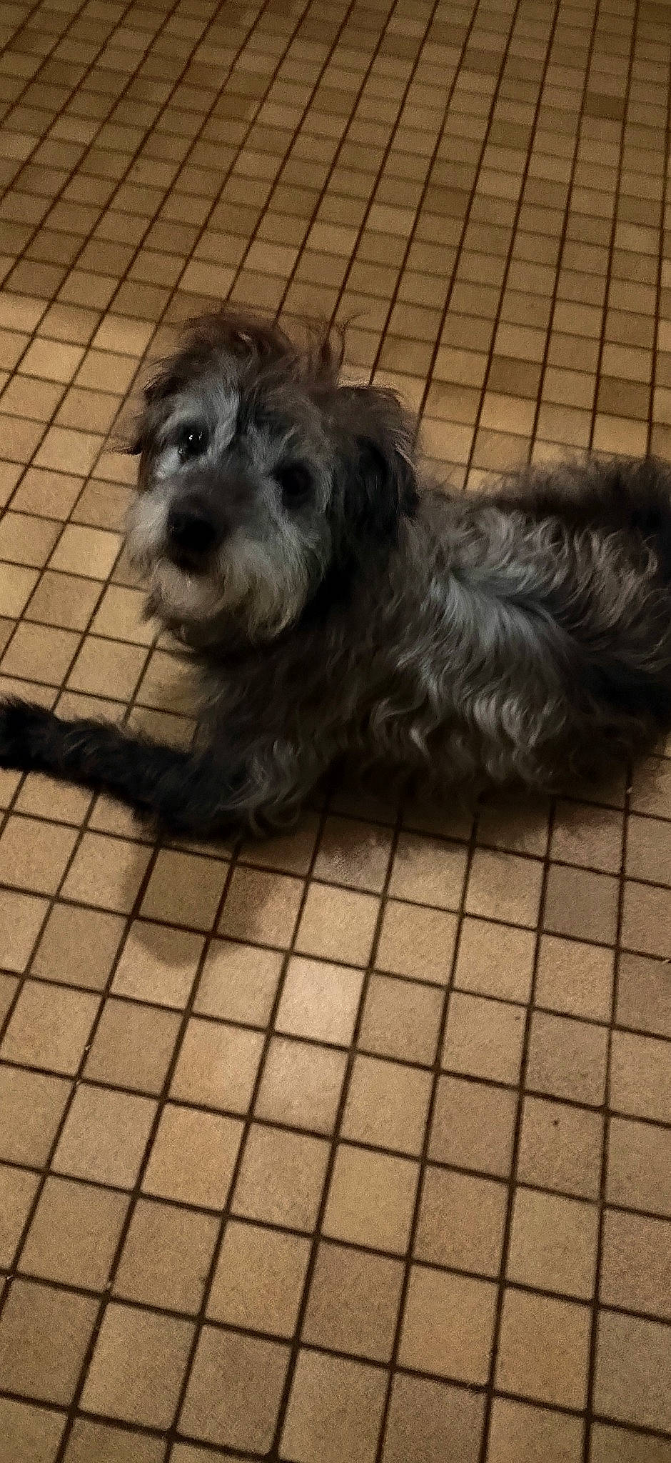 Armani a rejoint le concours — aidez-le/la à gagner de superbes lots ! ancient_dog_breeds, canidae, carnivore, catalan_sheepdog, companion_dog, dog, dog_breed, flooring, fur, liver, non_sporting_group, puppy, schnauzer, small_terrier, snout, sporting_group, terrier, tile, toy_dog, working_animal