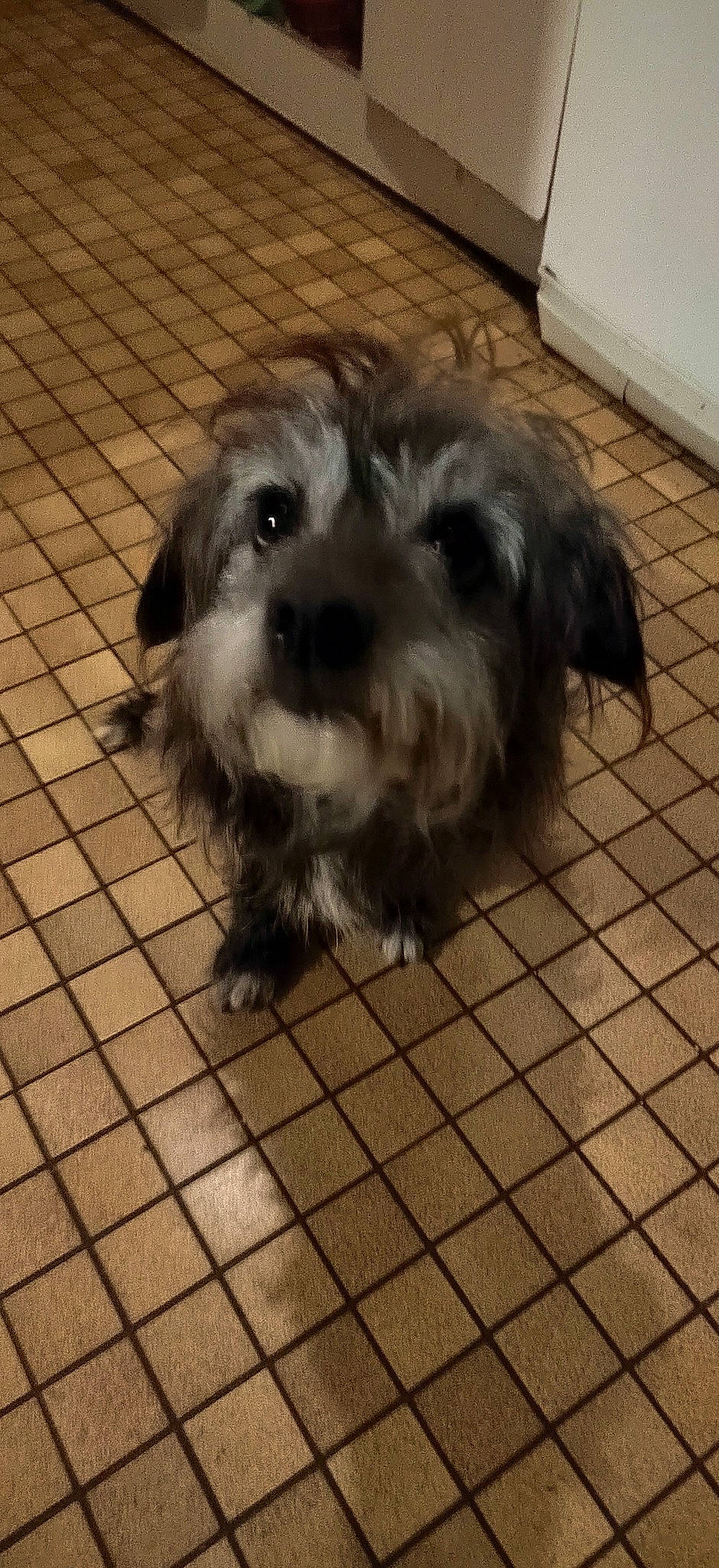 Armani participe au concours pour gagner de l'argent avec cette photo : canidae, carnivore, cockapoo, companion_dog, dog, dog_breed, floor, flooring, fur, liver, maltepoo, paw, poodle_crossbreed, puppy_love, small_terrier, snout, sporting_group, terrier, toy_dog, working_animal