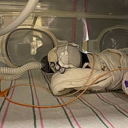 Eli is registered to the contest to win money with this photo: baby, incubator, hospital, medical_equipment, blanket, cap, tube, newborn, infant, bed, healthcare, patient, clinic, wrapped, lying_down, soft_lighting, care, fragile, premature, monitoring