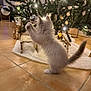 kitten, cat, christmas_tree, ornament, lights, floor, tile, indoor, holiday, decoration, furniture, white_fur, playful, pet, animal, tree_skirt, nativity_scene, curious, small, cute