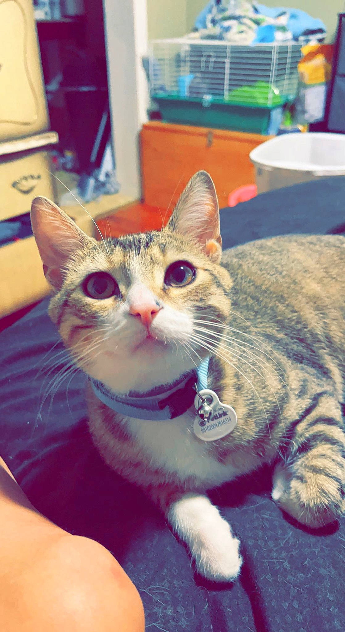 Cyrus joined the competition — help win amazing prizes! carnivore, cat, domestic_short_haired_cat, felidae, fur, paw, sitting, small_to_medium_sized_cats, snout, whiskers