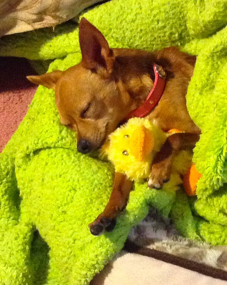 Bambi joined the competition — help win amazing prizes! canidae, carnivore, companion_dog, dog, dog_breed, dog_supply, dog_toy, fawn, felidae, fur, grass, green, liver, plant, snout, sporting_group, stuffed_toy, toy, toy_dog, working_animal