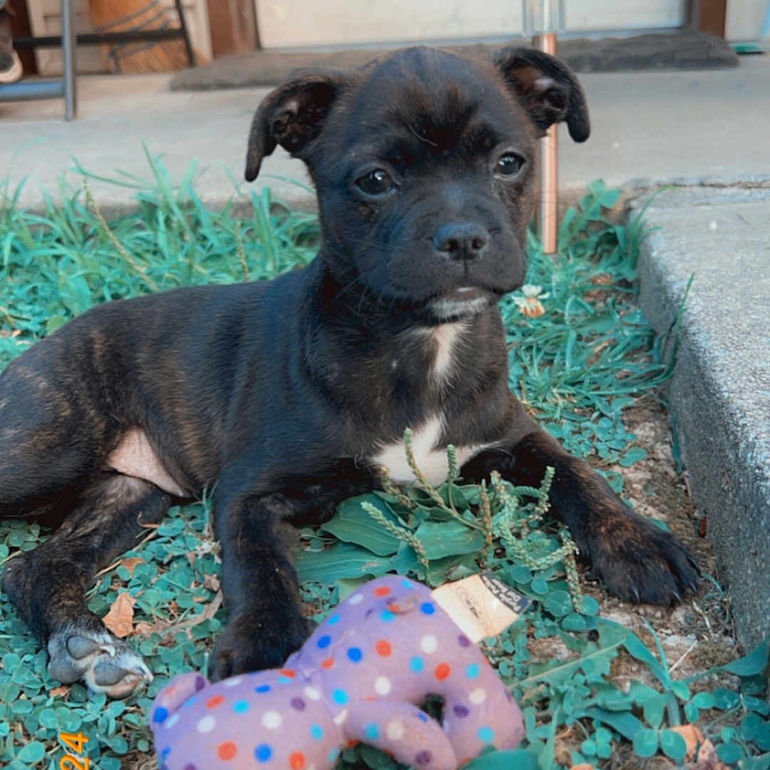 Peaches joined the competition — help win amazing prizes! animal, boxer, bulldog, canine, dog, face, frenchbulldog, grass, head, labradorretriever, lamp, person, pet, photography, pitbull, plant, portrait, pottedplant, puppy, toy