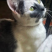 Jupiter is registered to the contest to win money with this photo: animal, black_and_white_cat, blurred_background, cat, close_up, curious, cute, domestic_cat, feline, fur, green_eyes, indoor, looking_up, pet, plant, portrait, sitting, soft_light, whiskers, young_cat