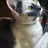 cat, black_and_white_cat, green_eyes, whiskers, fur, indoor, soft_light, close_up, portrait, animal, pet, looking_up, blurred_background, plant, domestic_cat, cute, feline, young_cat, sitting, curious
