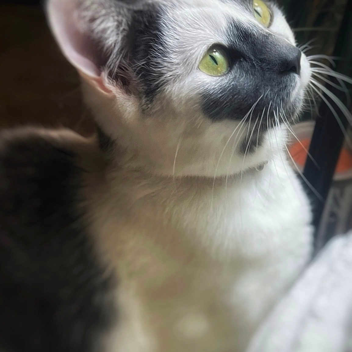 Jupiter