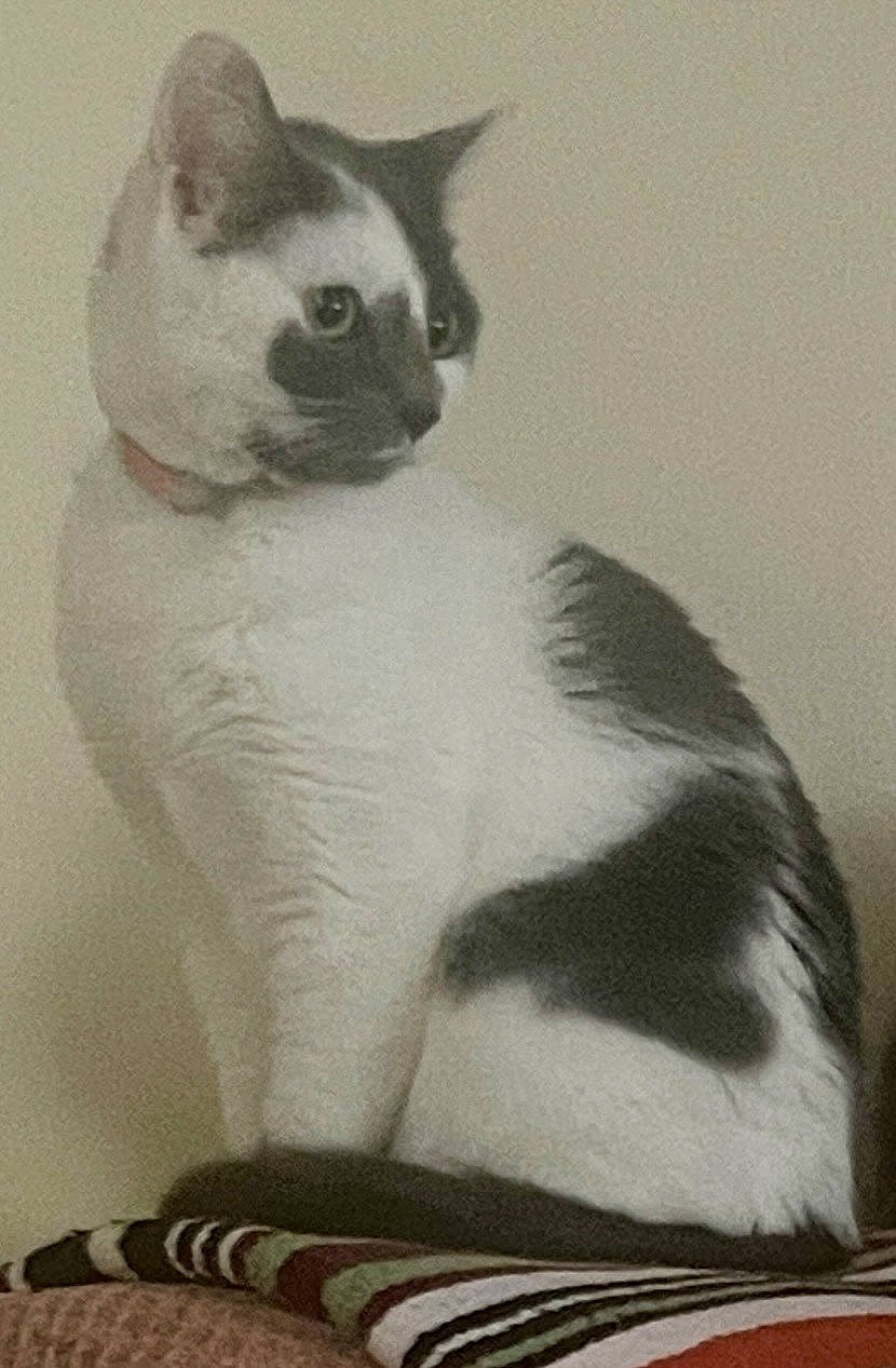 Jupiter joined the competition — help win amazing prizes! animal, calm, cat, cozy, curious, cute, domestic_cat, feline, fur, gray_spots, indoor, pet, portrait, resting, side_view, sitting, striped_blanket, striped_pattern, whiskers, white_cat
