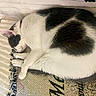 cat, sleeping, white_fur, black_fur, curled_up, blanket, fringe, texture, cozy, resting, indoor, pet, animal, fur, relaxation, closeup, quiet, peaceful, comfort, soft
