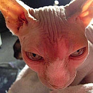 Muschi is registered to the contest to win money with this photo: