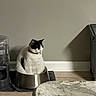 cat, black_and_white, pet_bowl, collar, indoor, floor, water_dispenser, home, relaxed, seated, animal, domestic_cat, quiet, still_life, feline, kitchen, tile_floor, shadow, household, calm