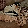 Apollo is registered to the contest to win money with this photo: cat, cats, animal, pet, sleeping, couch, blanket, cozy, snuggle, feline, indoor, resting, fur, patterned_blanket, decorative_pillow, relax, companion, cute, domestic, two