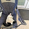 Apollo is registered to the contest to win money with this photo: cat, black_and_white, yawning, chair, camping_chair, pet, indoor, relaxed, fur, paw, tail, animal, resting, mouth_open, tile_floor, door, mat, window, home, leisure