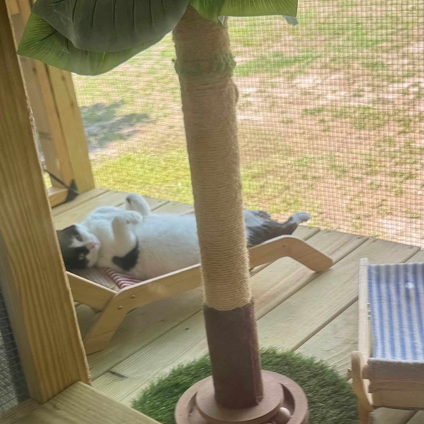 Apollo is registered to the contest to win money with this photo: cat, black_and_white, lounging, chair, scratching_post, wooden_floor, mesh_screen, outdoor, grass, leaf, plant, pet, relaxing, animal, feline, sunlight, wood, home, resting, cozy