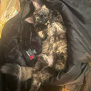 Gucciflipflop joined the competition — help win amazing prizes! cat, kitten, fluffy, long_hair, black_fur, brown_fur, tan_fur, white_chest, green_eyes, lying_down, resting, indoor, jacket, clothing, fabric, carpet, warm_lighting, pet, cute, portrait