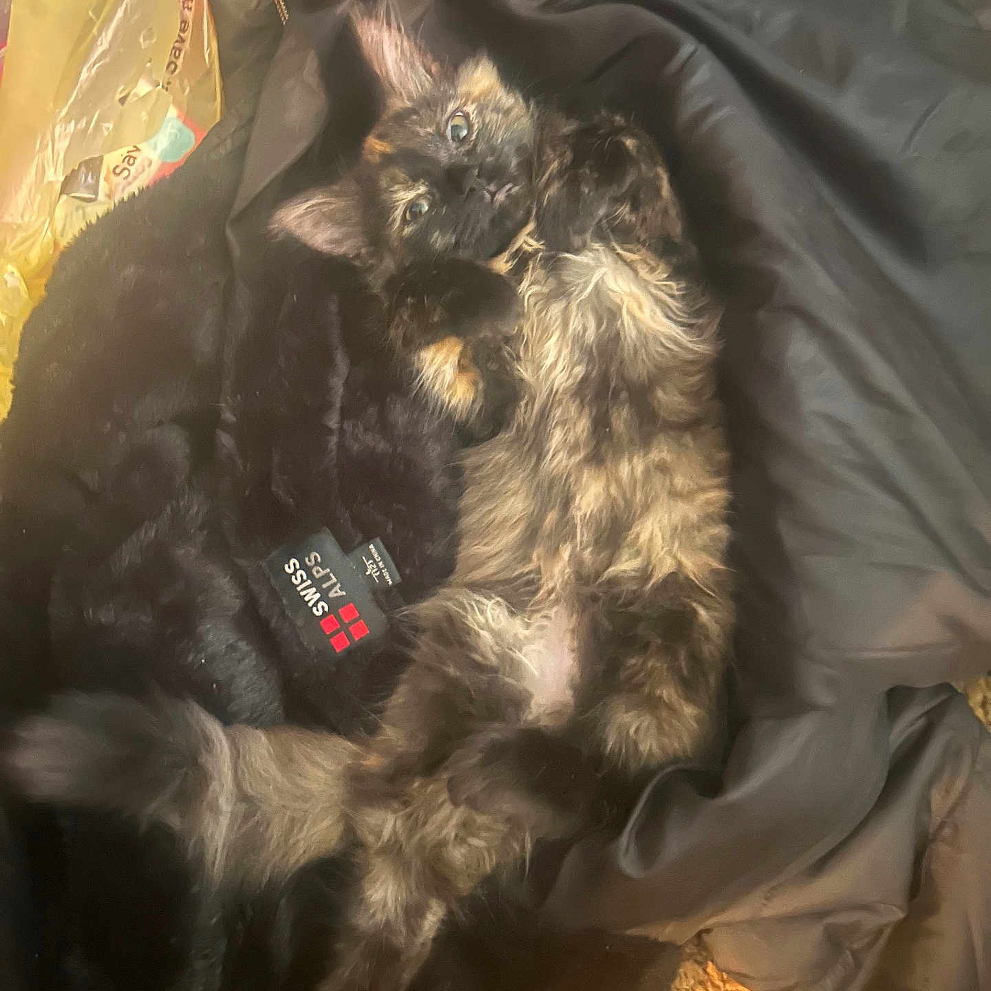 Gucciflipflop joined the competition — help win amazing prizes! cat, kitten, fluffy, long_hair, black_fur, brown_fur, tan_fur, white_chest, green_eyes, lying_down, resting, indoor, jacket, clothing, fabric, carpet, warm_lighting, pet, cute, portrait
