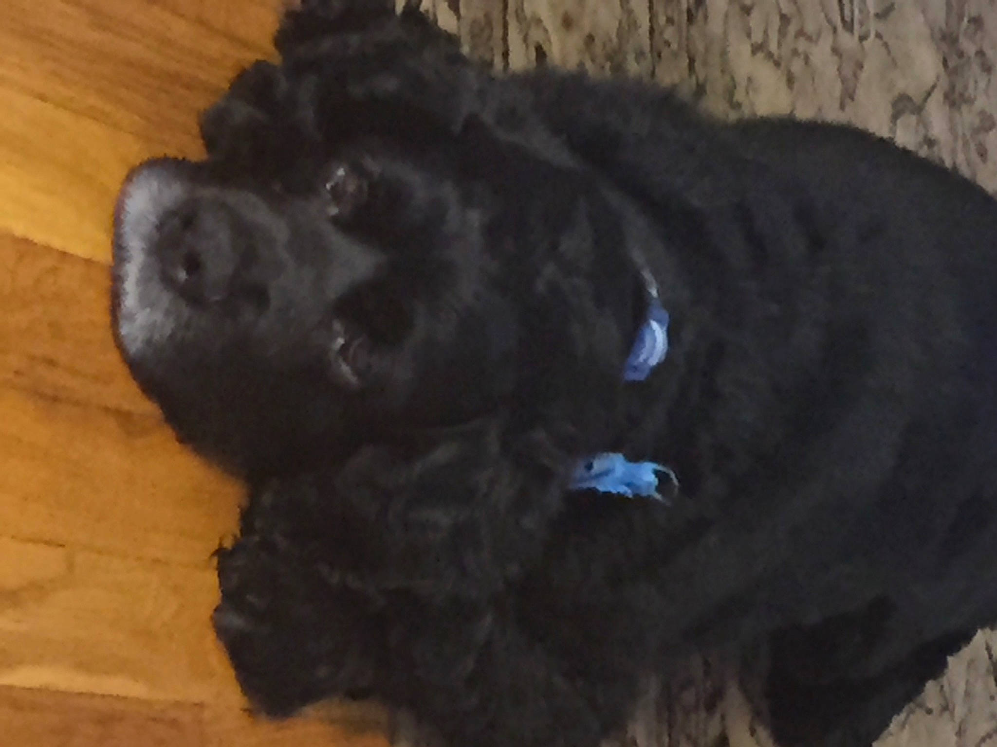 Buddie joined the competition — help win amazing prizes! bombay, borador, canidae, carnivore, companion_dog, dog, dog_breed, flooring, fur, guard_dog, hardwood, liver, snout, sporting_group, tail, terrestrial_animal, wood, wood_flooring, wood_stain, working_animal