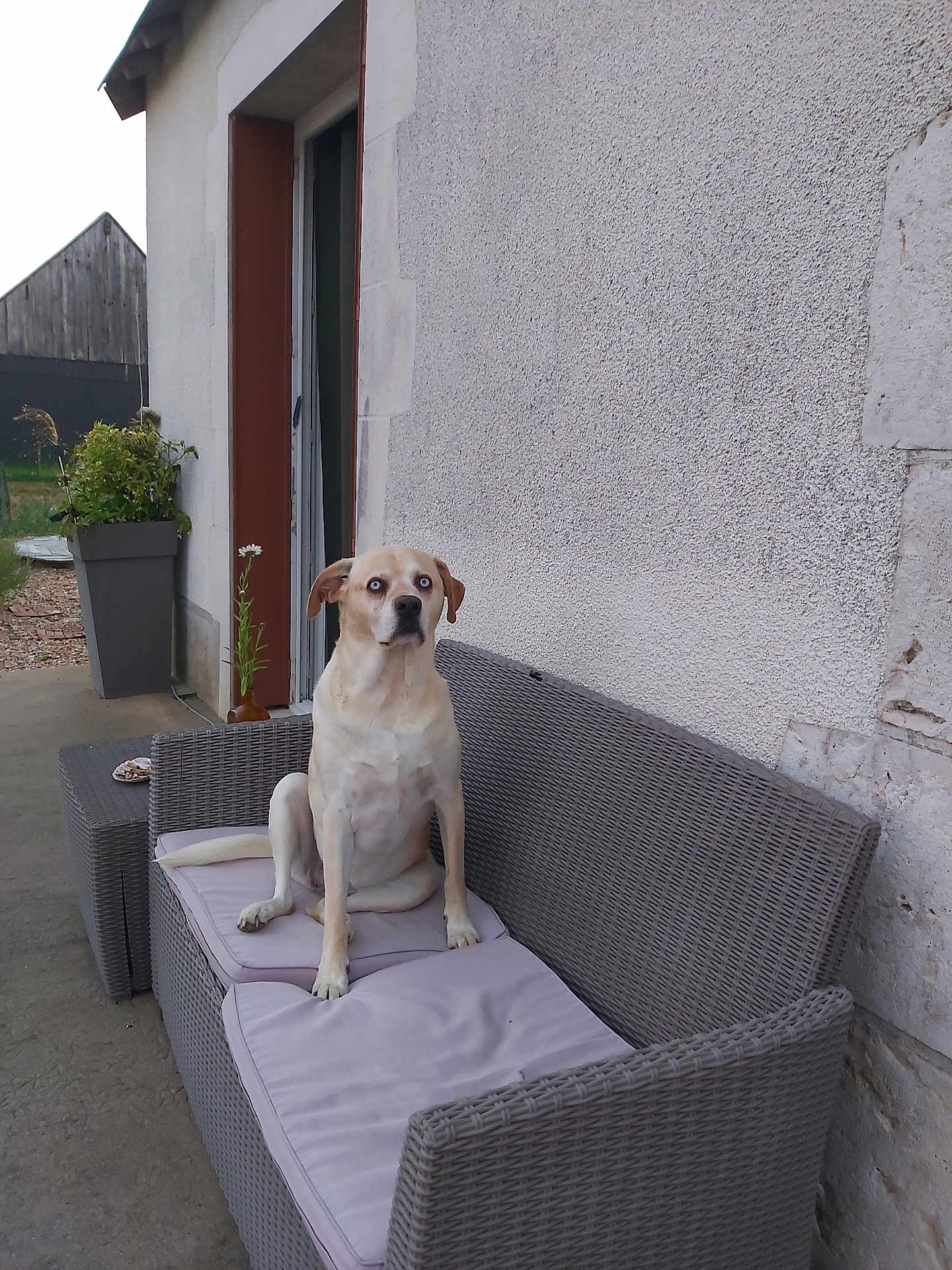 Laska a rejoint le concours — aidez-le/la à gagner de superbes lots ! animal, architecture, building, canine, chair, couch, cushion, dog, furniture, homedecor, hound, indoors, interiordesign, livingroom, pet, plant, pottedplant, puppy, room, wall
