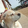 affection, car, concrete, daytime, dog, flower_pot, garden, golden_labrador, gravel, hand, house, outdoor, peaceful, pet, relaxed, shutter, side_profile, sunlight, tree, window