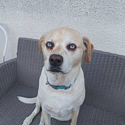 Laska participe au concours pour gagner de l'argent avec cette photo : accessories, animal, armchair, beagle, canine, chair, chihuahua, collar, couch, cushion, dog, furniture, homedecor, hound, labradorretriever, leash, pet, pointer, puppy, strap