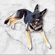 Nola participe au concours pour gagner de l'argent avec cette photo : dog, german_shepherd, lying, marble_floor, black_fur, tan_fur, canine, pet, animal, resting, ears_up, alert, domestic_animal, fur, paw, nail, side_view, calm, watchful, indoor