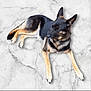 dog, german_shepherd, lying, marble_floor, black_fur, tan_fur, canine, pet, animal, resting, ears_up, alert, domestic_animal, fur, paw, nail, side_view, calm, watchful, indoor