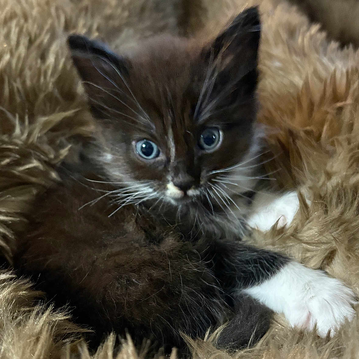 Manson joined the competition — help win amazing prizes! kitten, cat, black_and_white, blue_eyes, fluffy, blanket, cozy, cute, pet, animal, fur, whiskers, small, indoors, resting, soft, young, closeup, comfort, sleepy