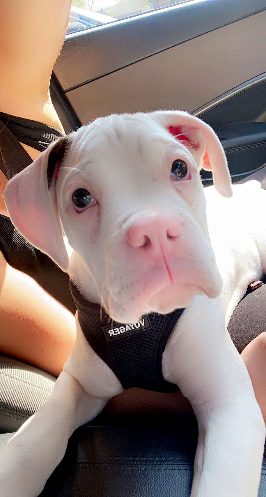 Hamlet is registered to the contest to win money with this photo: carmine, carnivore, companion_dog, dog, dog_breed, dog_supply, ear, fawn, fur, jaw, personal_protective_equipment, pet_supply, pink, snout, sporting_group, suidae, toy, whiskers, white, working_animal