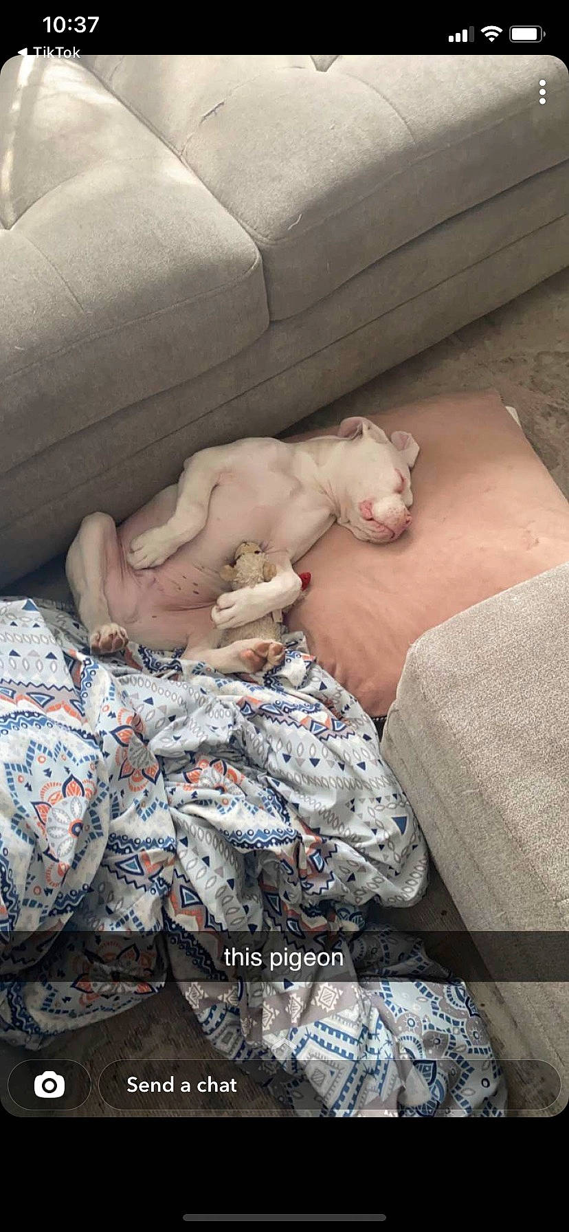 Hamlet is registered to the contest to win money with this photo: barechested, bedding, bedtime, blanket, canidae, carnivore, comfort, companion_dog, couch, dog, dog_breed, fawn, flesh, human_leg, linens, nap, paw, room, sleep, sporting_group