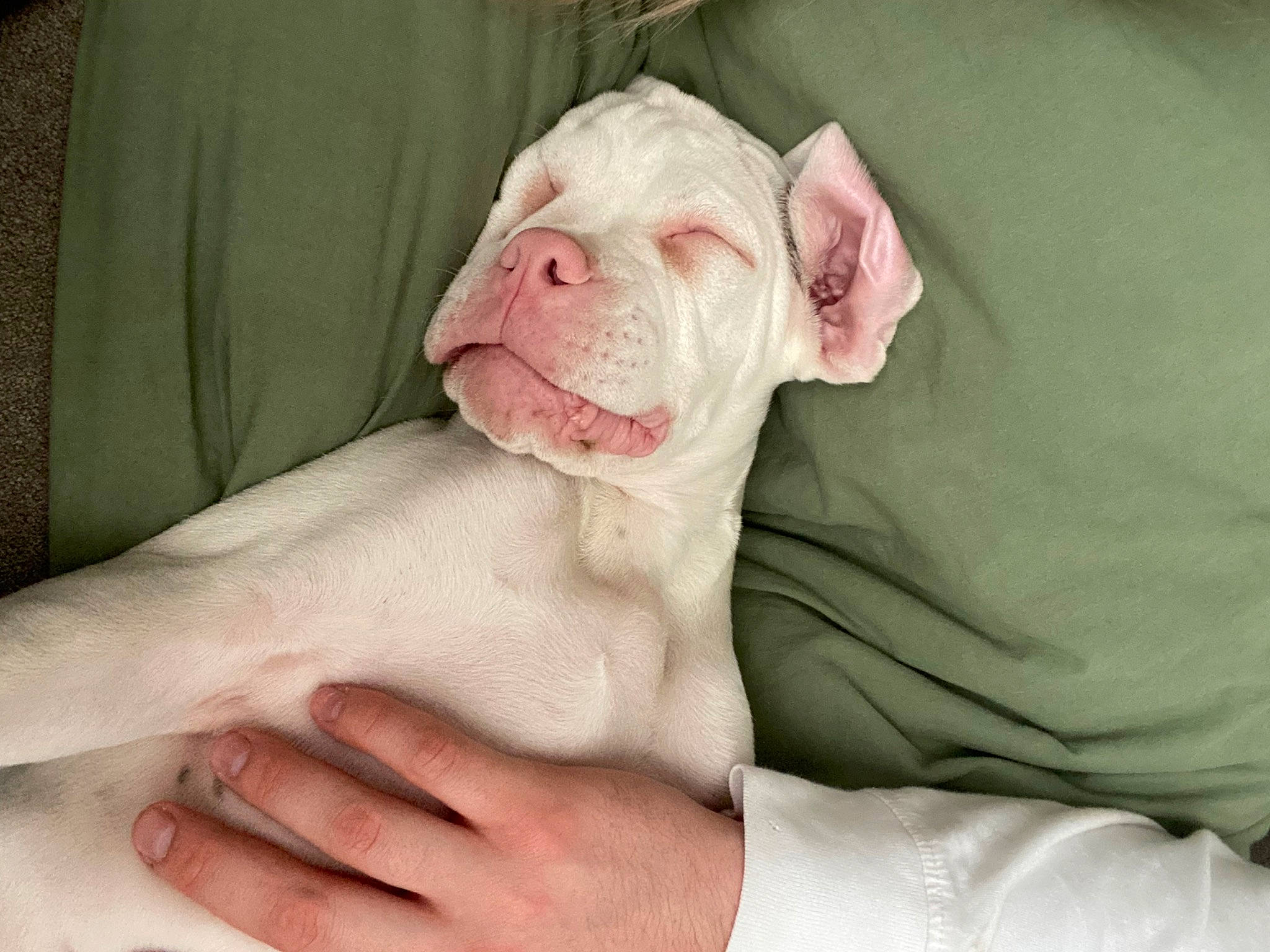 Hamlet is registered to the contest to win money with this photo: bulldog, canidae, carnivore, comfort, companion_dog, couch, dog, dog_breed, ear, fawn, linens, nail, peach, snout, sporting_group, terrestrial_animal, toy_dog, working_animal, wrinkle, wrist