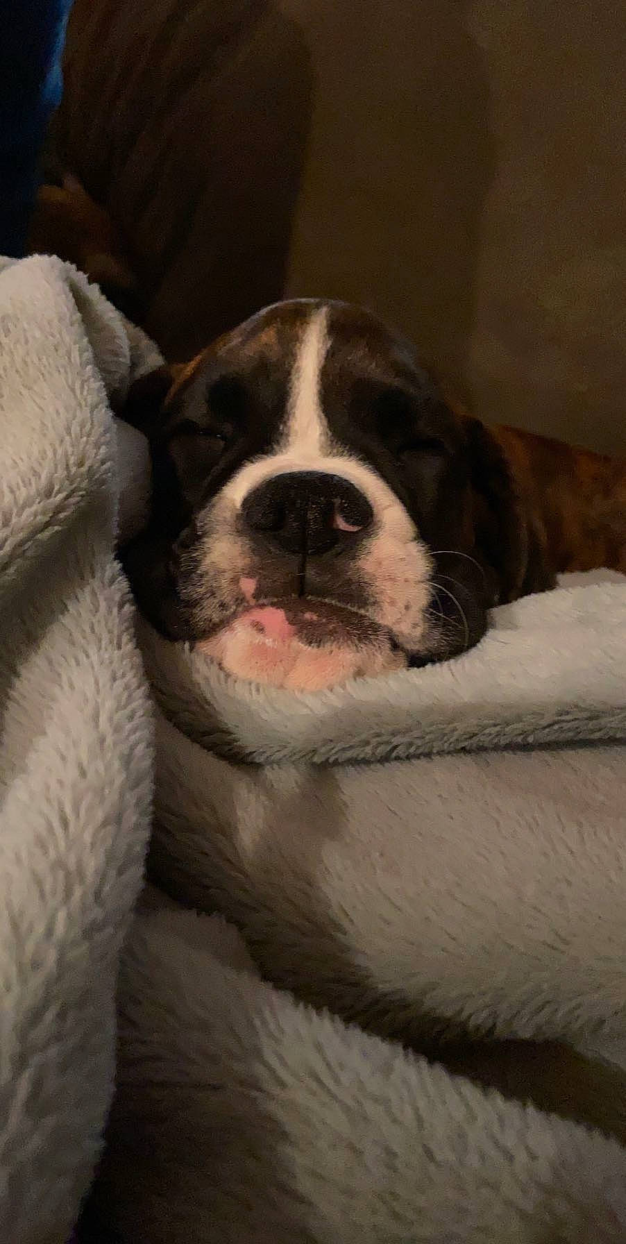 Winnie is registered to the contest to win money with this photo: bored, canidae, carmine, carnivore, comfort, companion_dog, couch, dog, dog_breed, fawn, fur, nap, non_sporting_group, paw, snout, sporting_group, terrestrial_animal, whiskers, working_animal