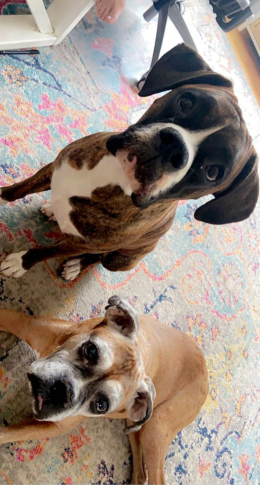 Winnie joined the competition — help win amazing prizes! canidae, carnivore, collar, comfort, companion_dog, dog, dog_breed, dog_collar, dog_supply, fawn, fur, mammal, non_sporting_group, paw, pet_supply, snout, sporting_group, vertebrate, whiskers, working_animal